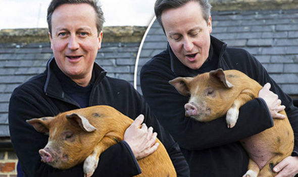 David-Cameron-pig-350245.jpg