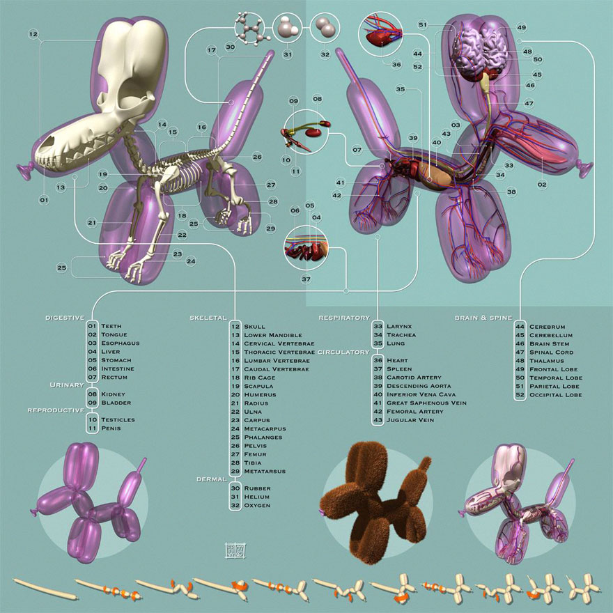 anatomical-balloons-dog-bear-jason-freeny-5.jpg