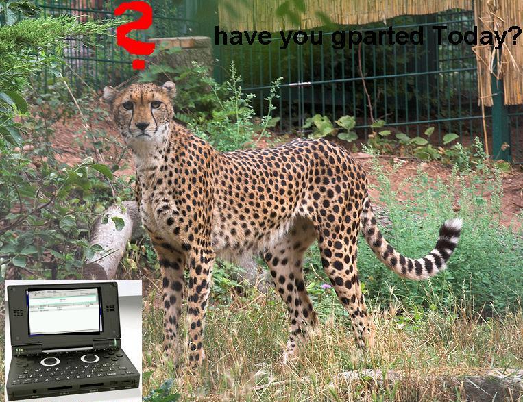 gepard.JPG