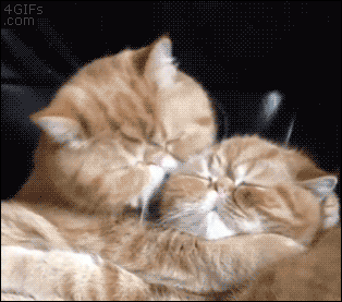 funny-gif-cat-kiss-lick.gif