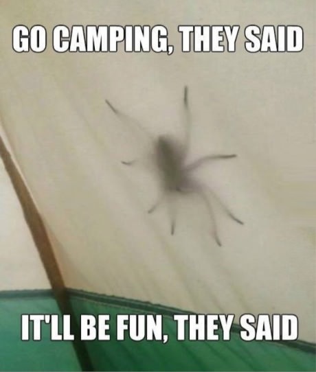 funny-picture-spider-camping.jpg