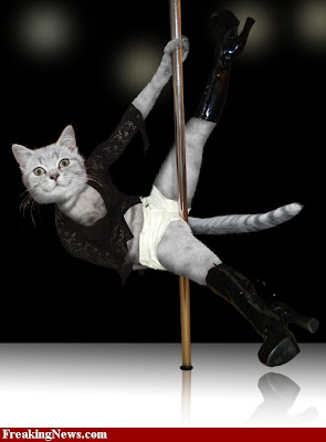 Pole-Dance-Cat--34289.jpg