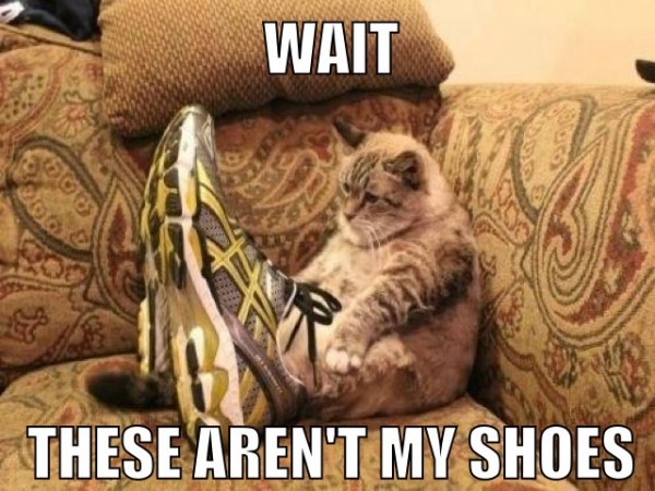 funny-confused-cat-wait-these-arnt-my-shoes-trainers-sneakers-pics-600x450.jpg