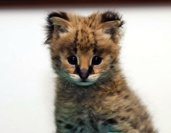 serval-kitten.jpg