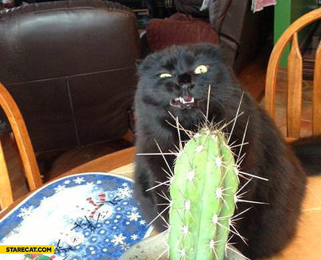 cat-cactus.jpg