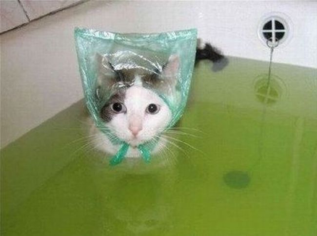 bathing-cat-with-hair-cap-big.jpg