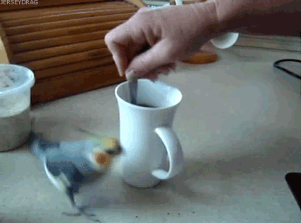 cool-gif-cup-coffee-bird.gif