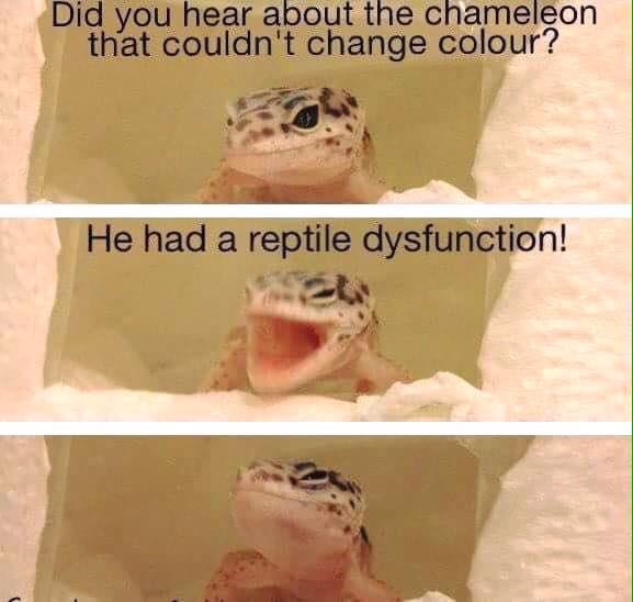 Reptile-dysfunction.jpg