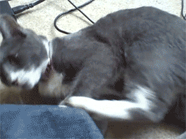 funny-gif-cat-attacked-by-own-foot.gif